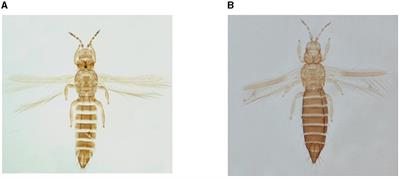 Unravelling the synergistic interaction of Thrips tabaci and newly recorded, Thrips parvispinus with Alternaria porri (Ellis.) Cif., inciting onion purple blotch